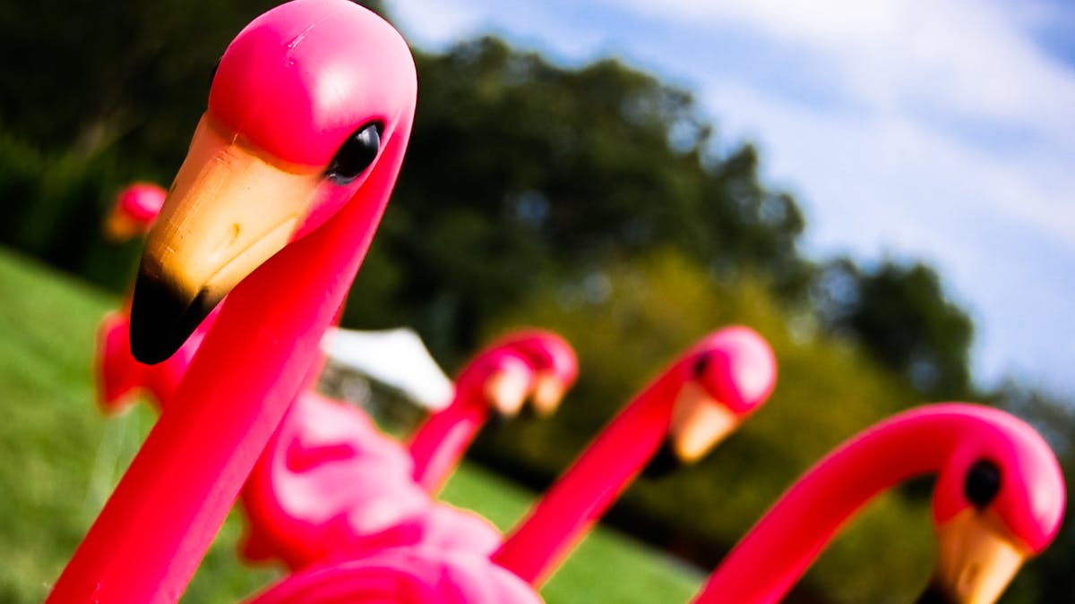 From Kitsch To Park Avenue The Cultural History Of The Plastic Pink Flamingo