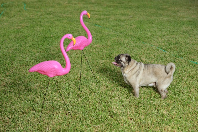 From Kitsch To Park Avenue The Cultural History Of The Plastic Pink Flamingo