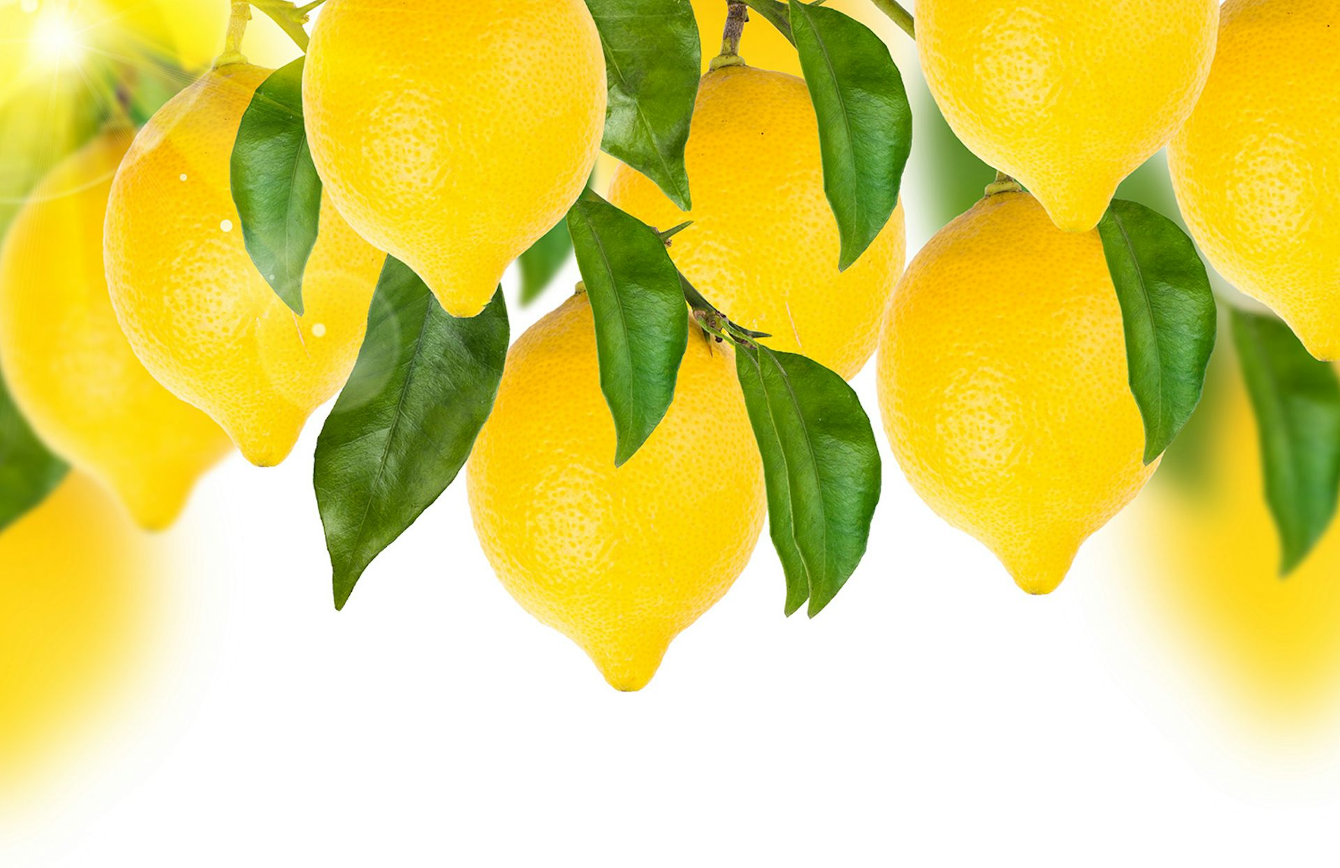 Лимоны и цветы белый фон