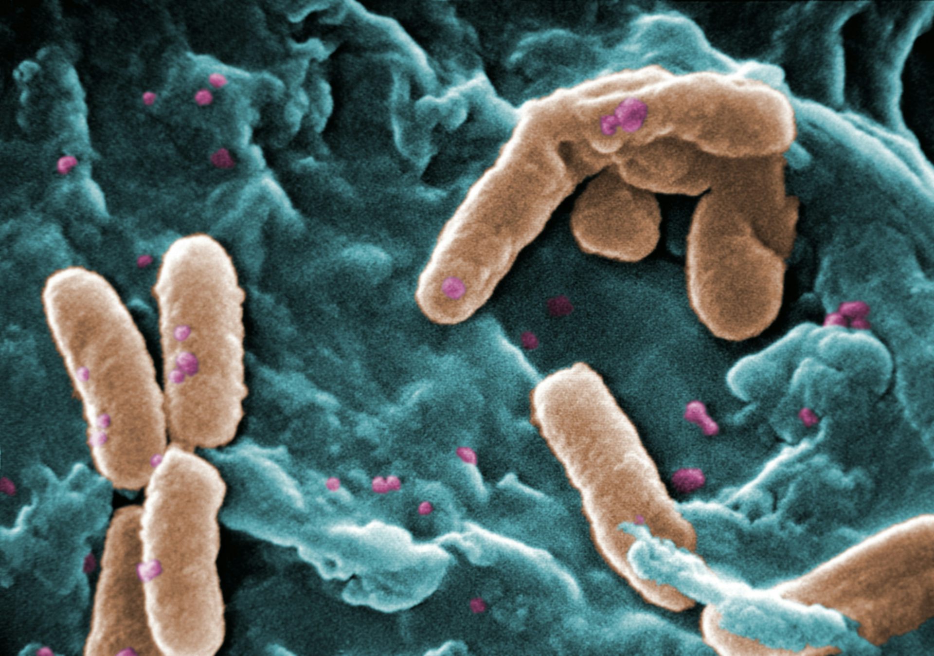 bacteria plush toy