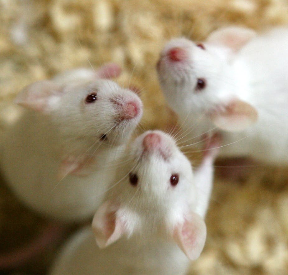 Triggering a memory: scientists learn how to reboot recollections