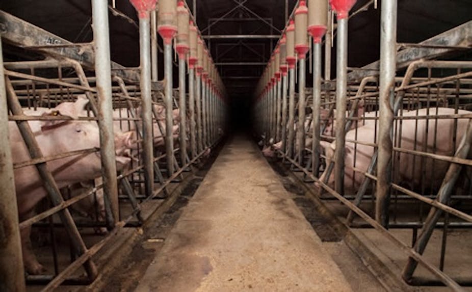It will take a ban on caging pigs to clean up the pork industry