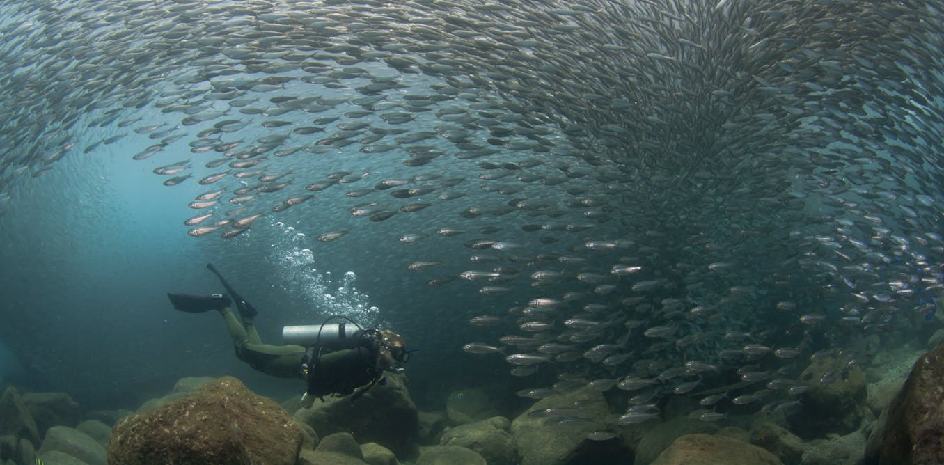 Running hot and cold: sardines and anchovies in the pacific