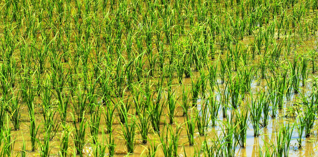 Louisiana Land Loans for Rice Farmers AgAmerica Jardin de légumes, Riz, Céréale