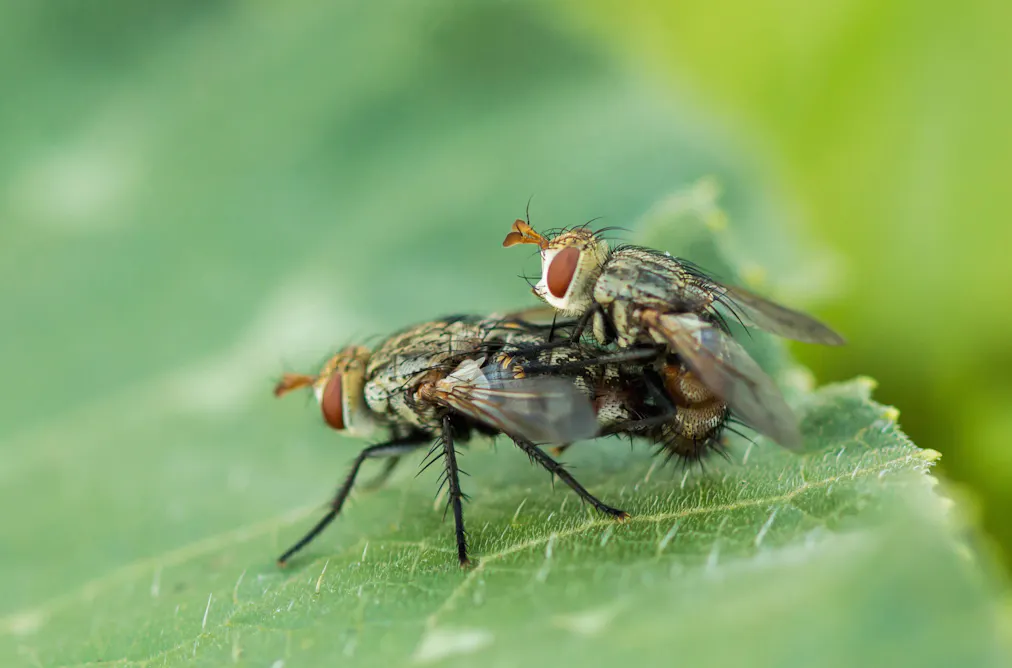 Man Dating Insect Why homosexual behaviour in insects may be a case of mistaken identity