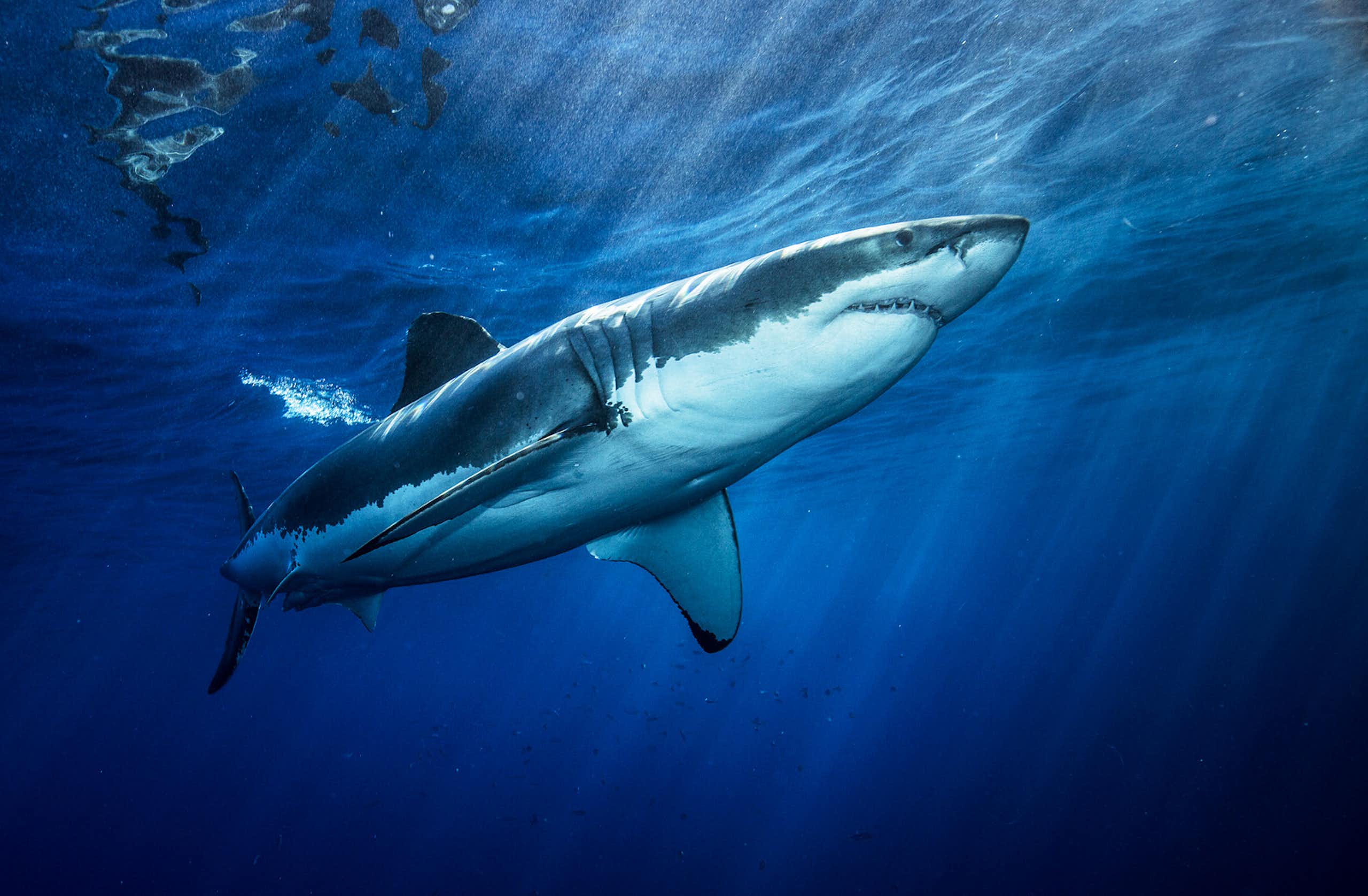 Shark safety tips: sorting out fact from fiction
