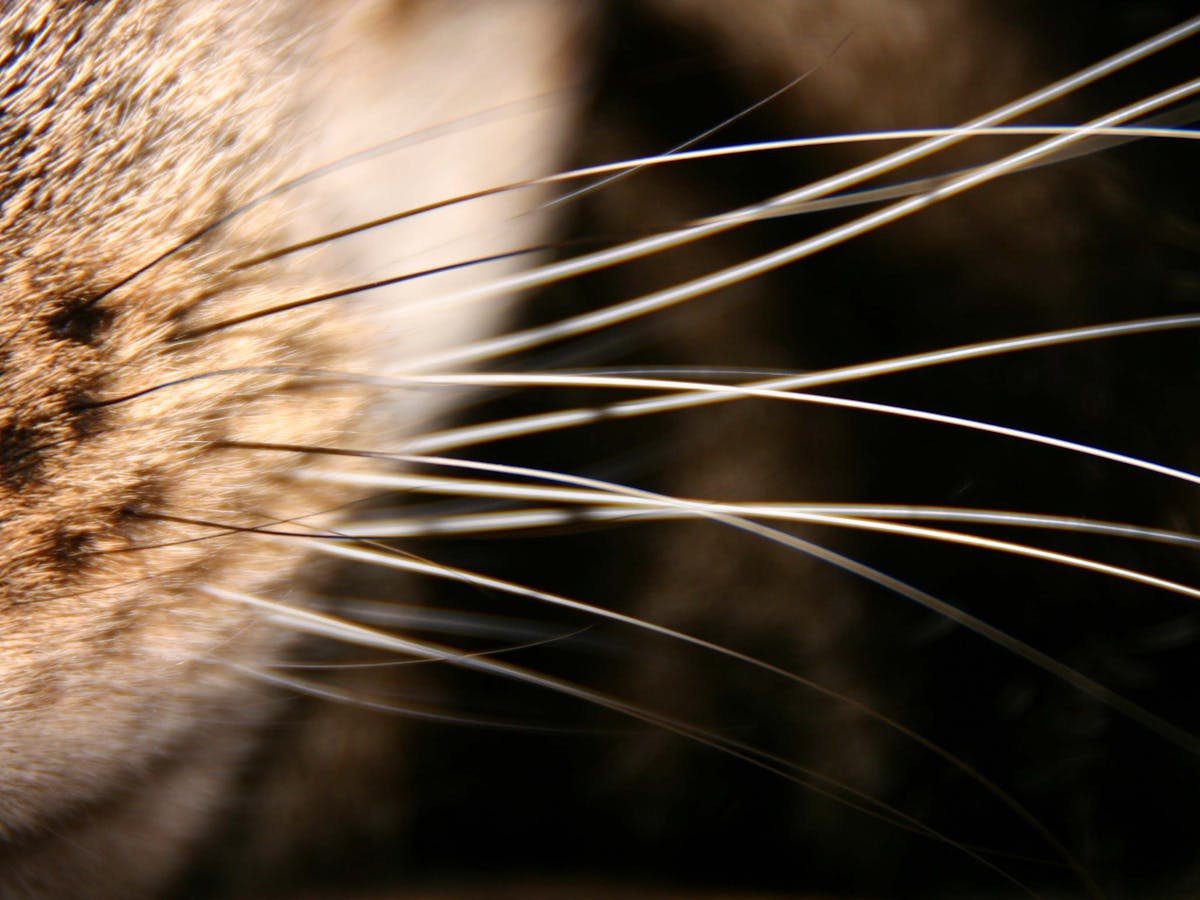 Whiskers
