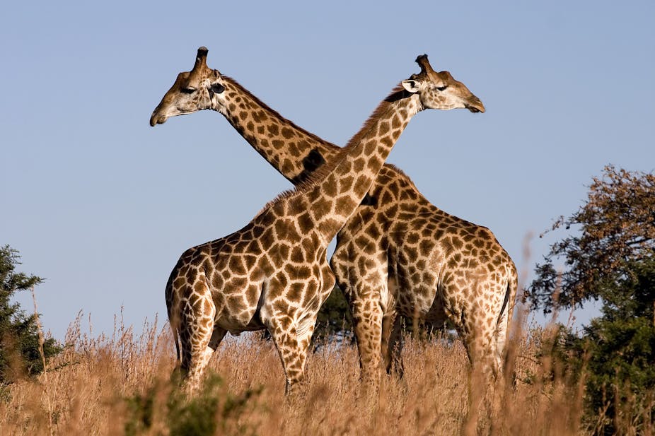 Giraffes aren't dangerous – but they will soon be endangered