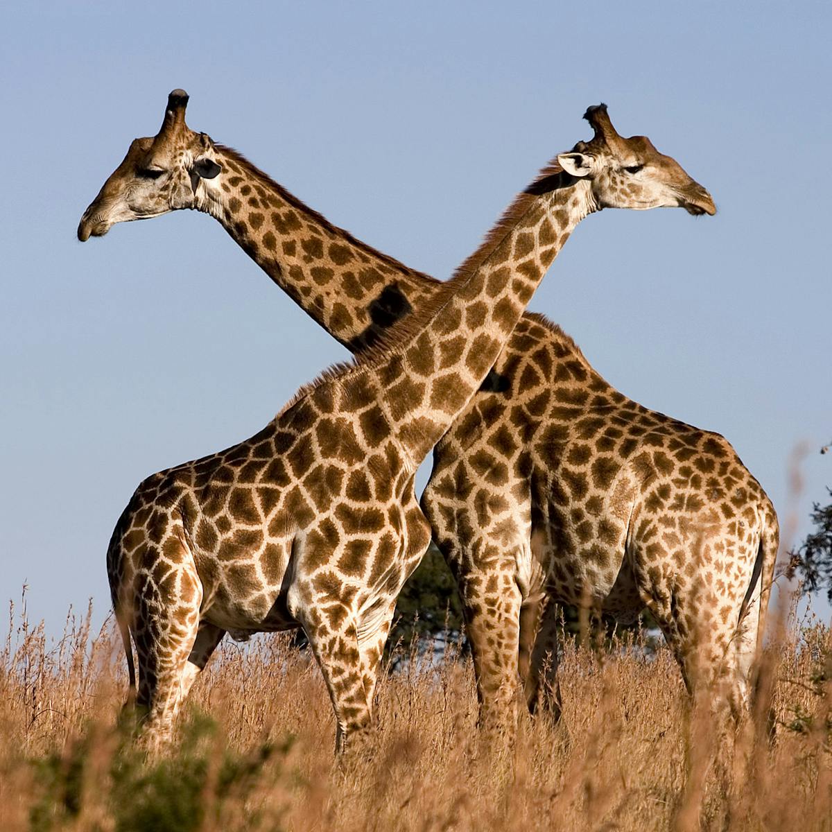 Giraffes aren't dangerous – but they will soon be endangered