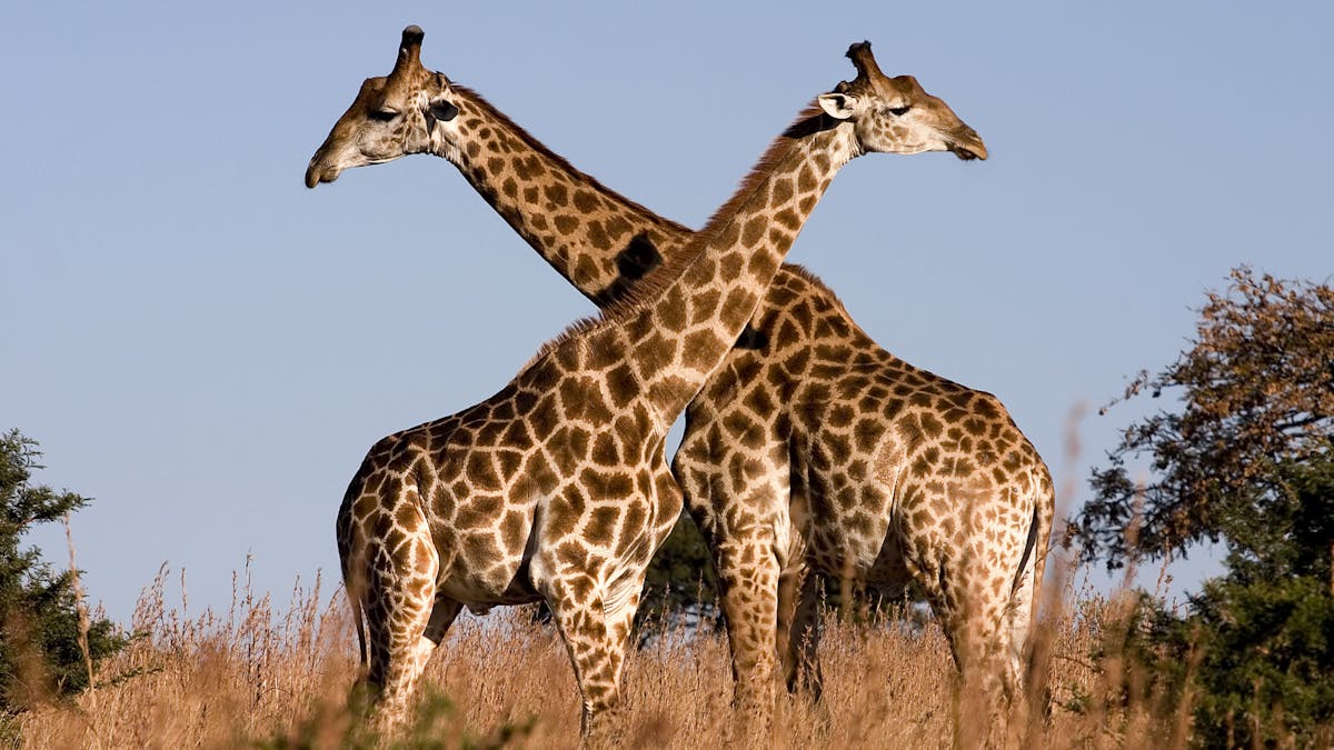 Giraffes aren't dangerous – but they will soon be endangered