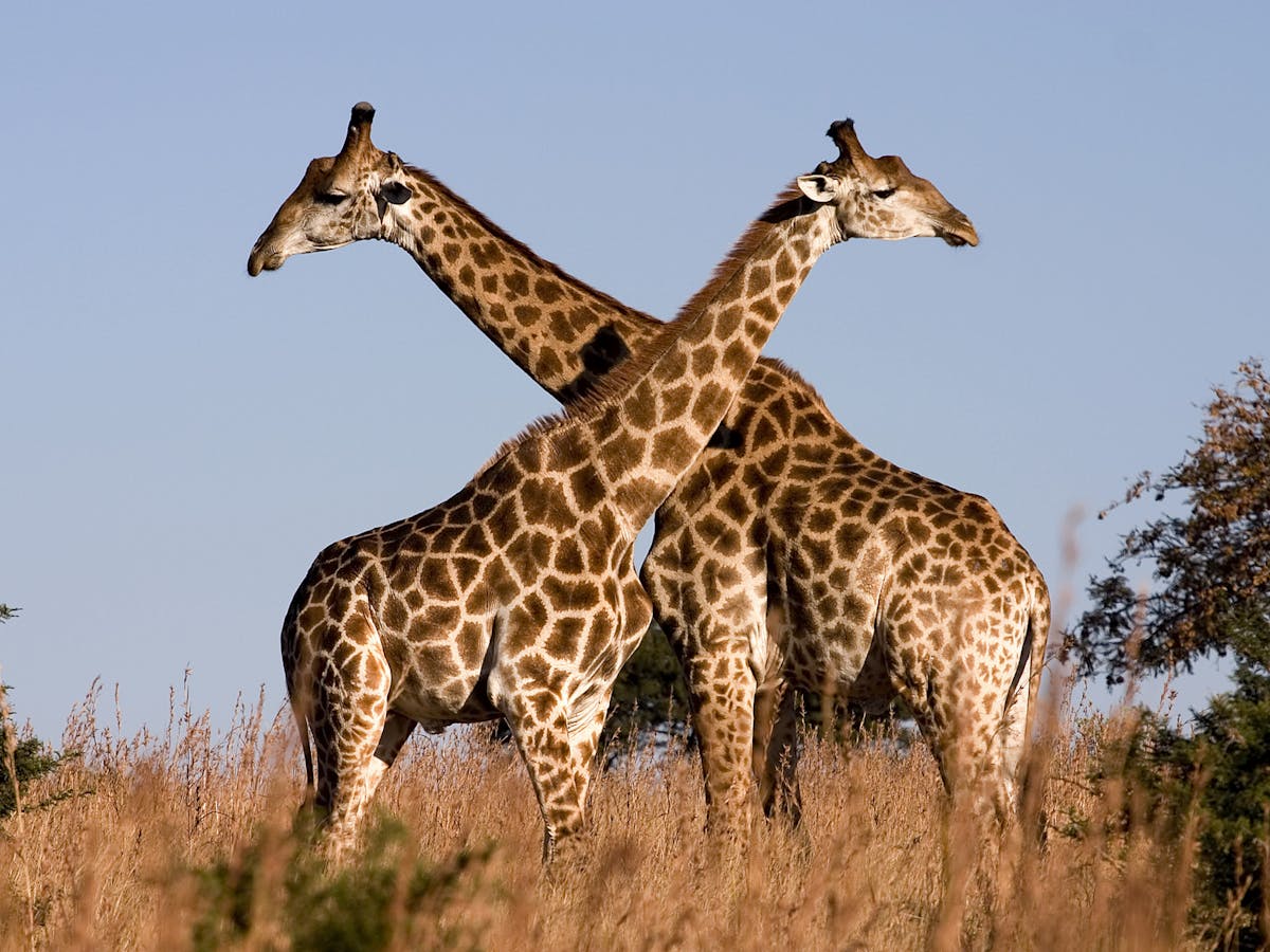 Giraffes aren't dangerous – but they will soon be endangered