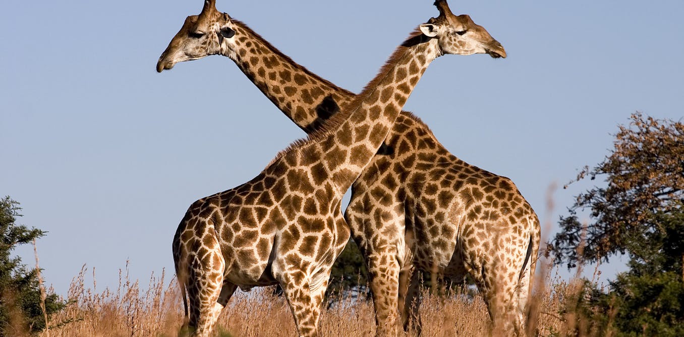 Giraffes aren't dangerous – but they will soon be endangered