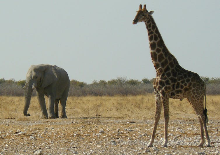 Giraffes Aren'T Dangerous – But They Will Soon Be Endangered