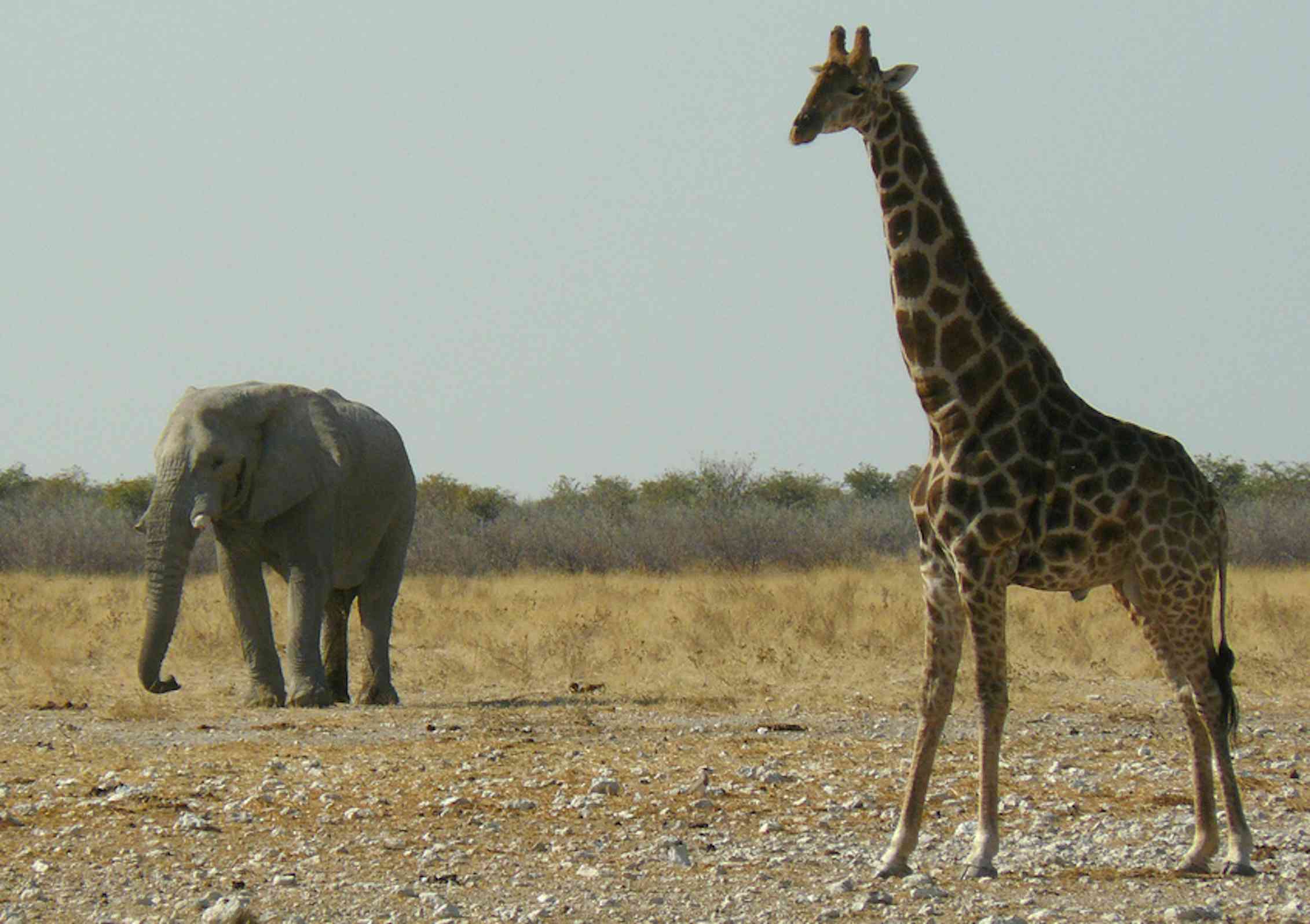 Giraffes aren’t dangerous – but they will soon be endangered