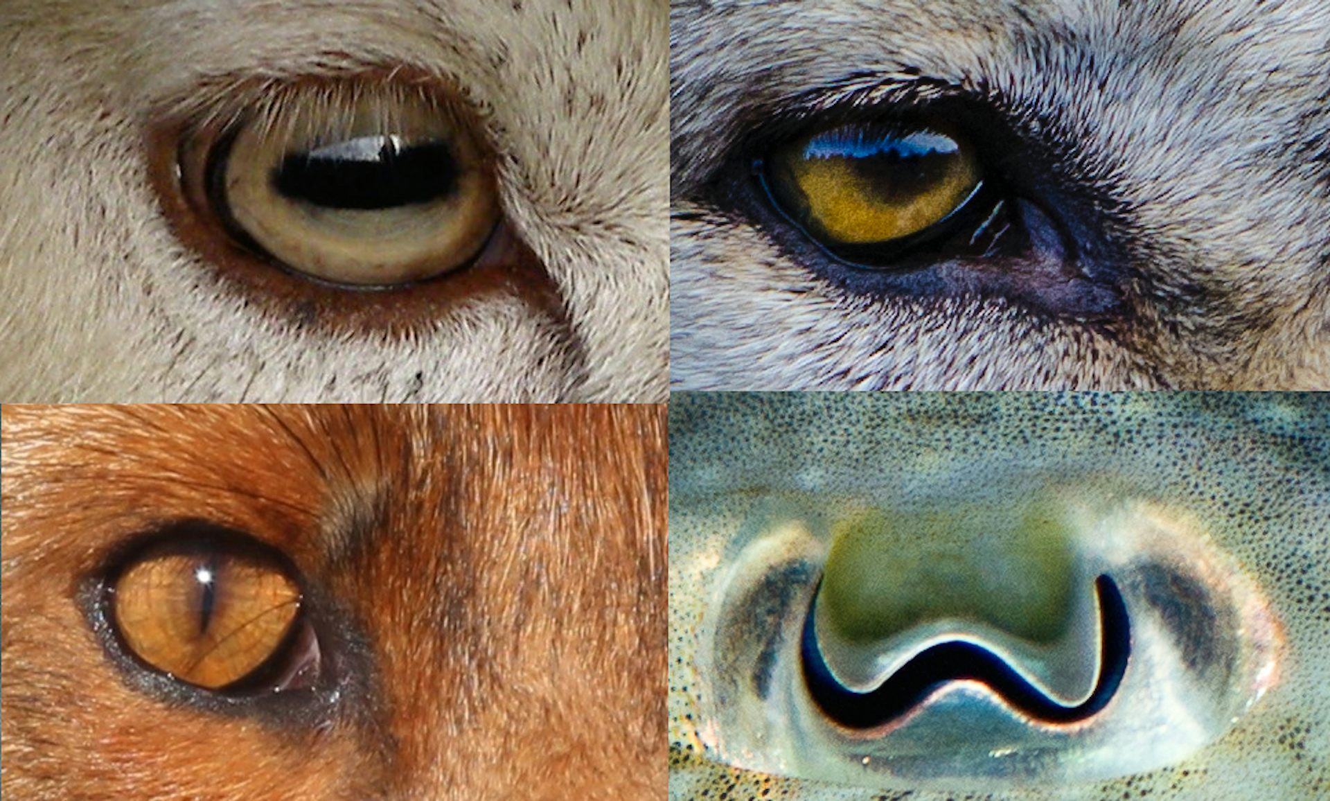 У кого квадратные зрачки. Необычные глаза животных. Зрачки животных. Формы зрачков у животных. Горизонтальные зрачки у животных.