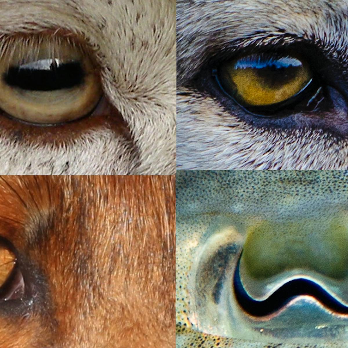 Revealed: why animals' pupils come in different shapes and sizes