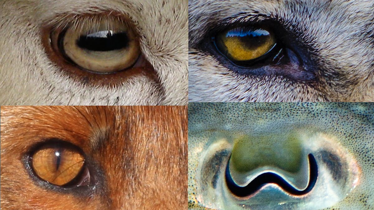 View Prey Eyes Human PNG