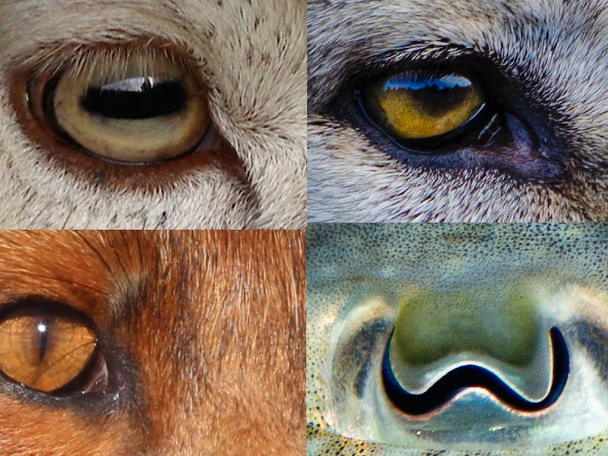 Revealed: why animals' pupils come in different shapes and sizes