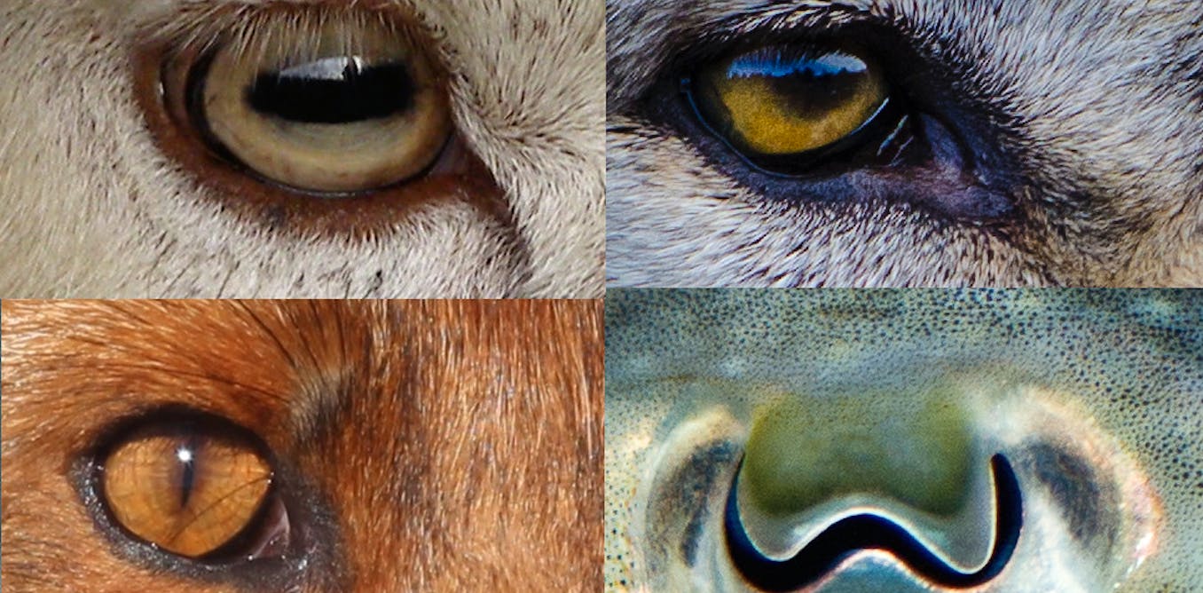 Revealed: why animals' pupils come in different shapes and sizes