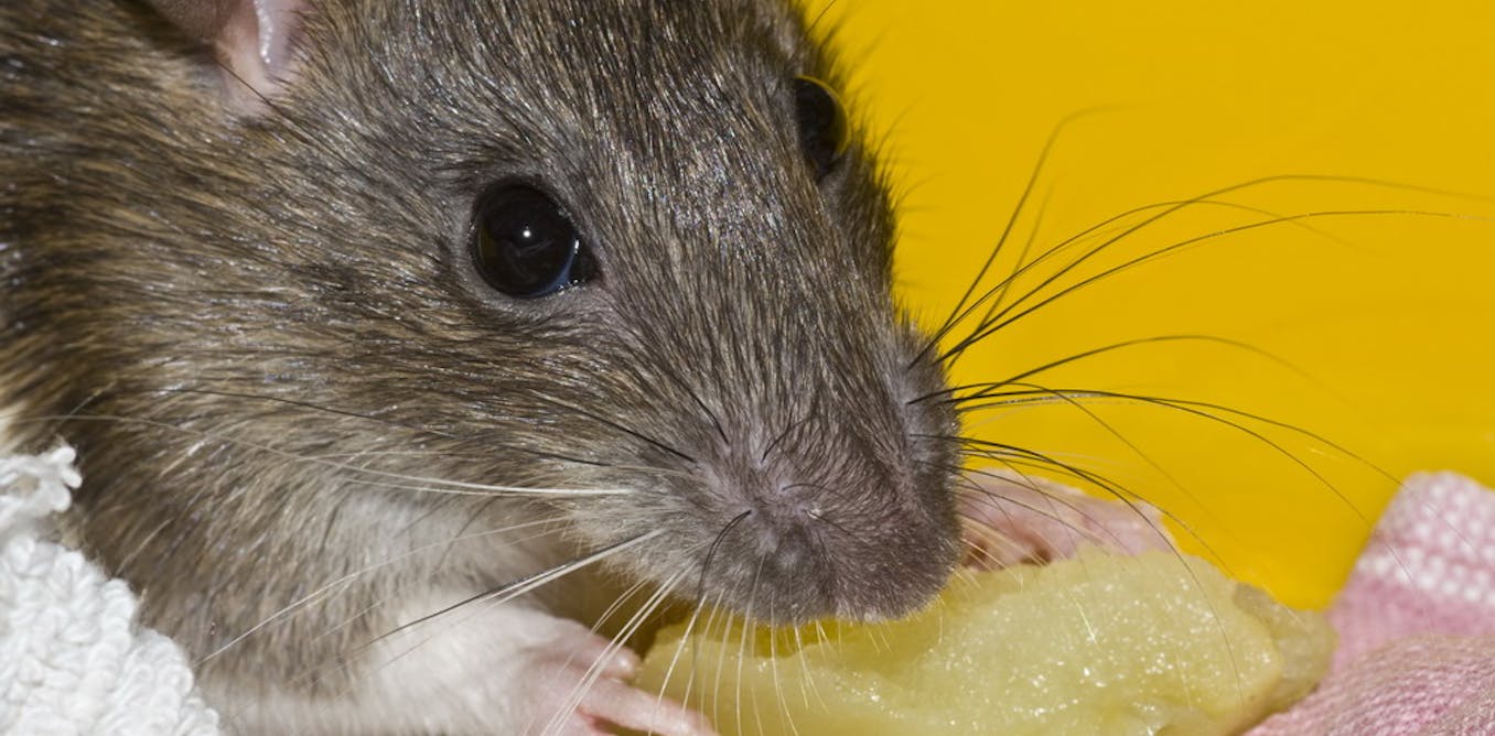 Rats, rewards and mental illness