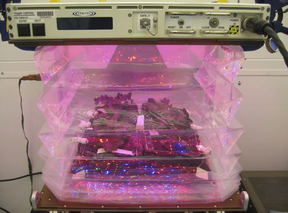 First ever bites of space-grown food