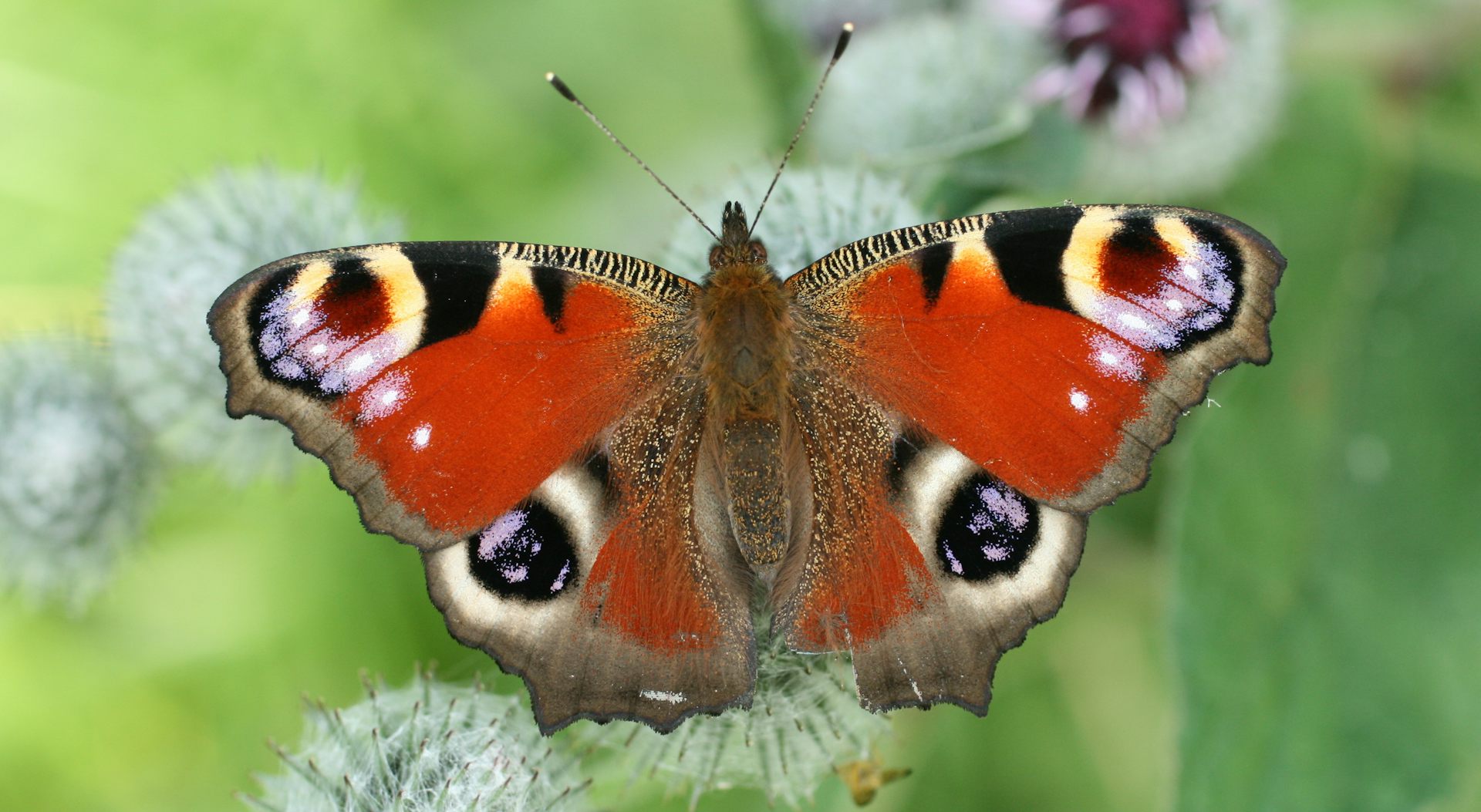 Three Steps To Save Britain S Butterflies