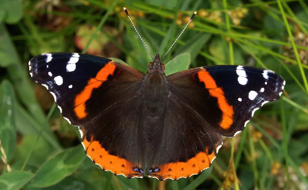 Three Steps To Save Britain s Butterflies Three Steps To Save Britain s Butterflies