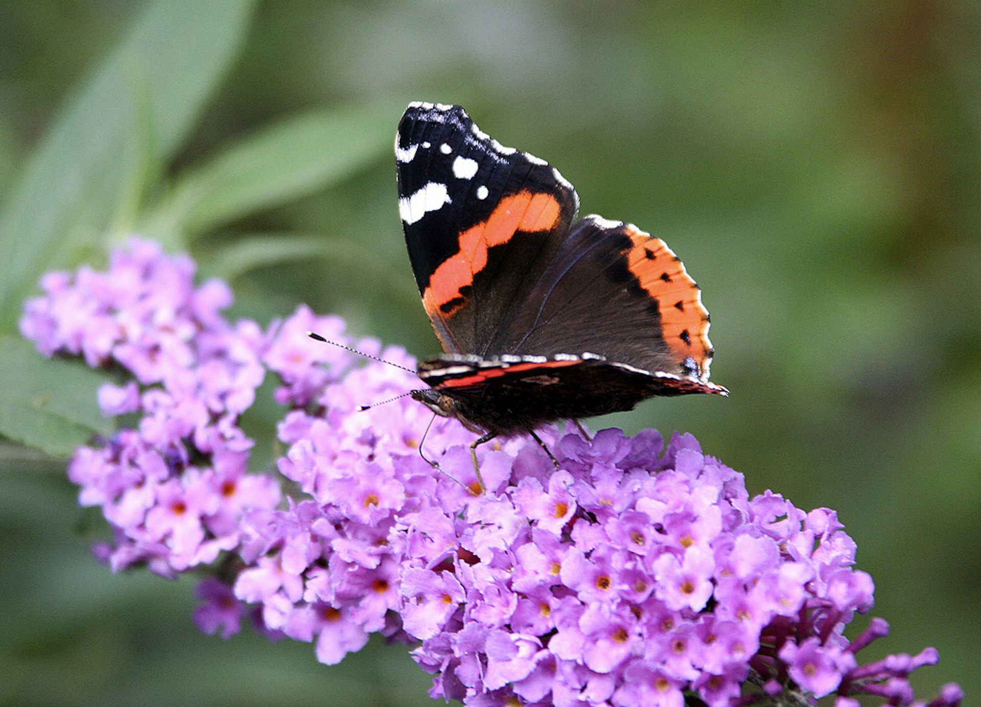 Three Steps To Save Britain’s Butterflies