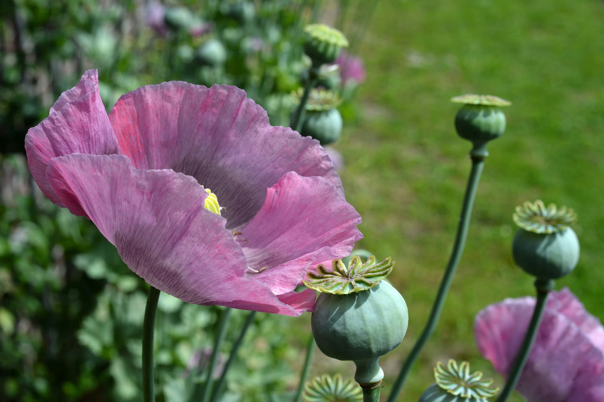 Researchers Produce Opioid Pain Killer From Genetically Modified Yeast With Opium Poppy Genes