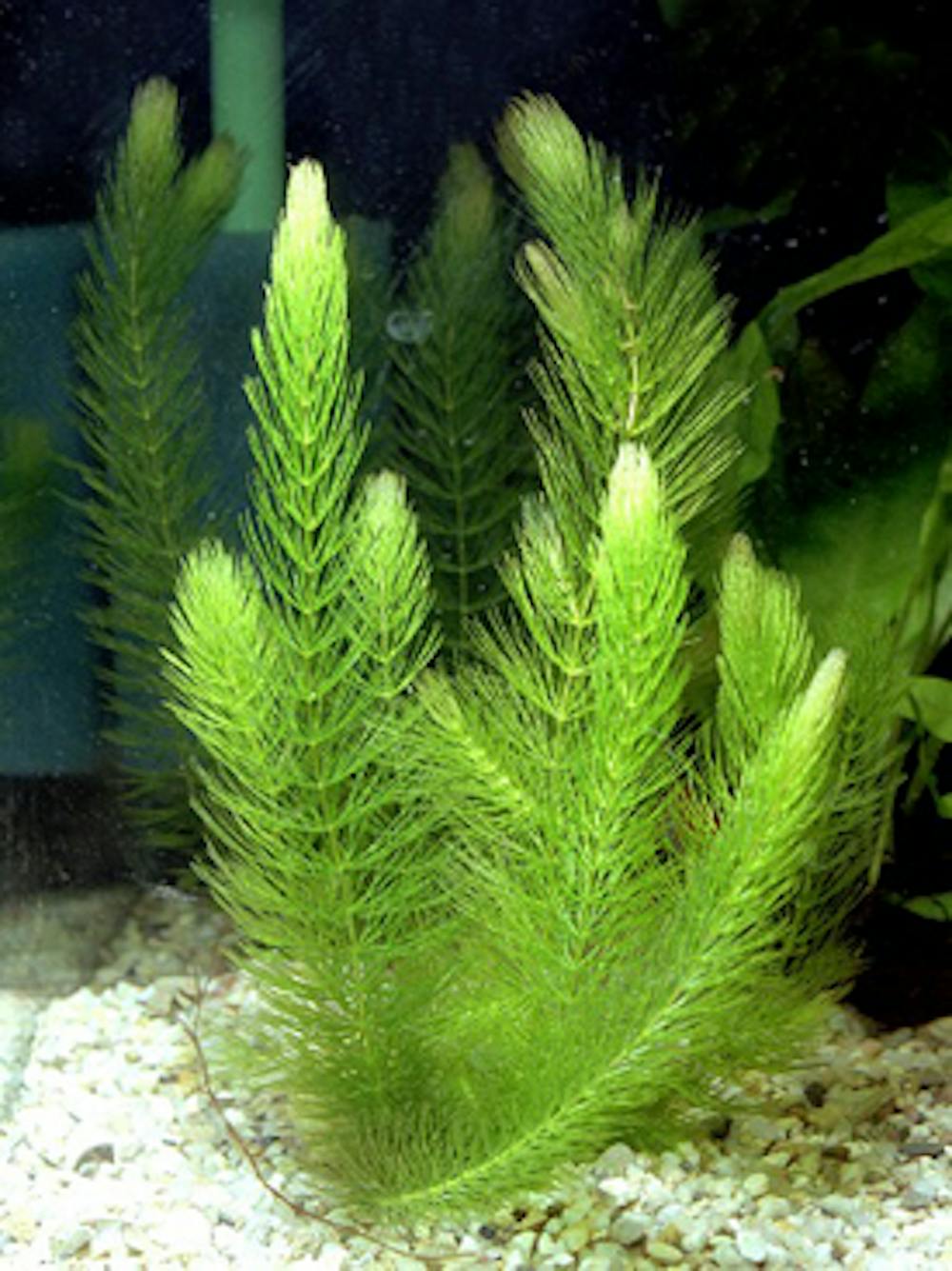 underwater river plants
