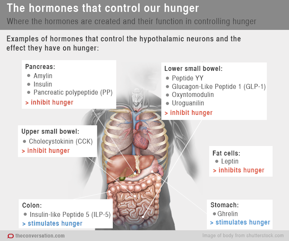 how to stop hunger pangs