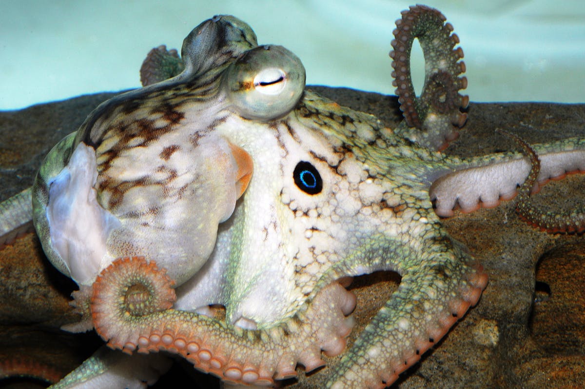 The genetic blueprint of an octopus reveals much about this ...