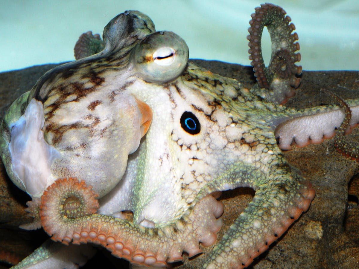 The genetic blueprint of an octopus reveals much about this ...