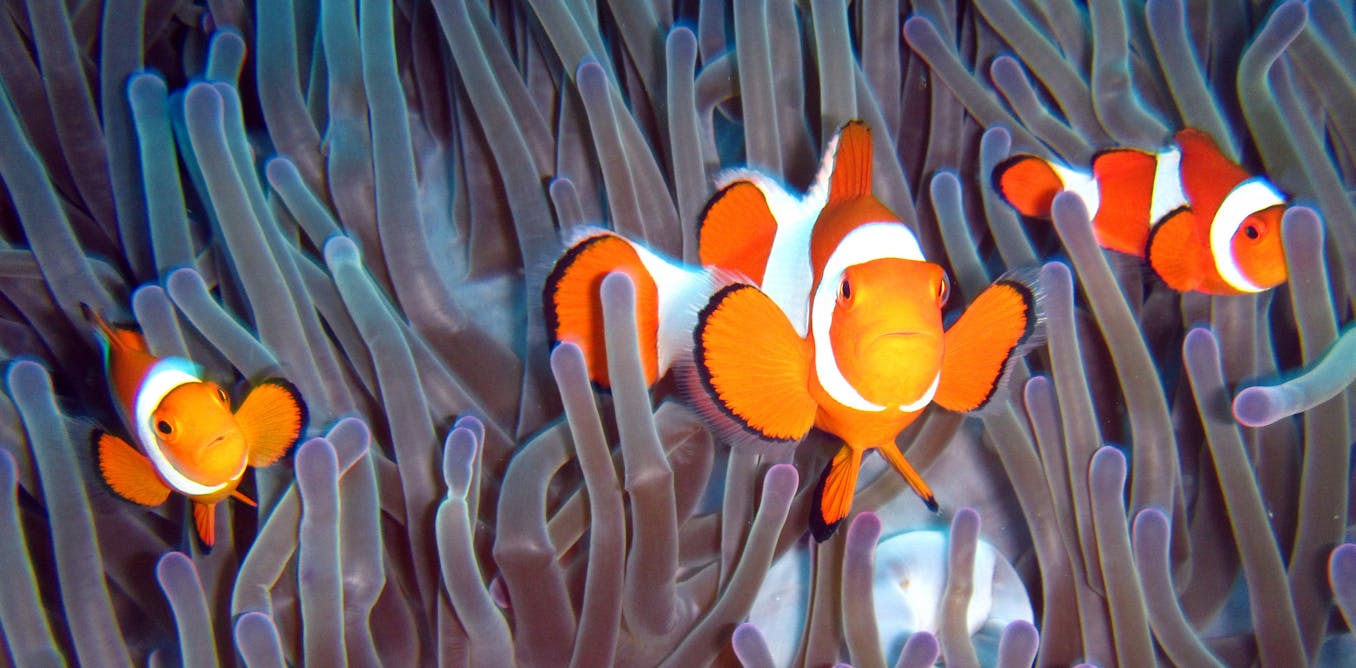 Diving for treasure to help protect the worlds great reefs Diving for treasure to help protect the worlds great reefs