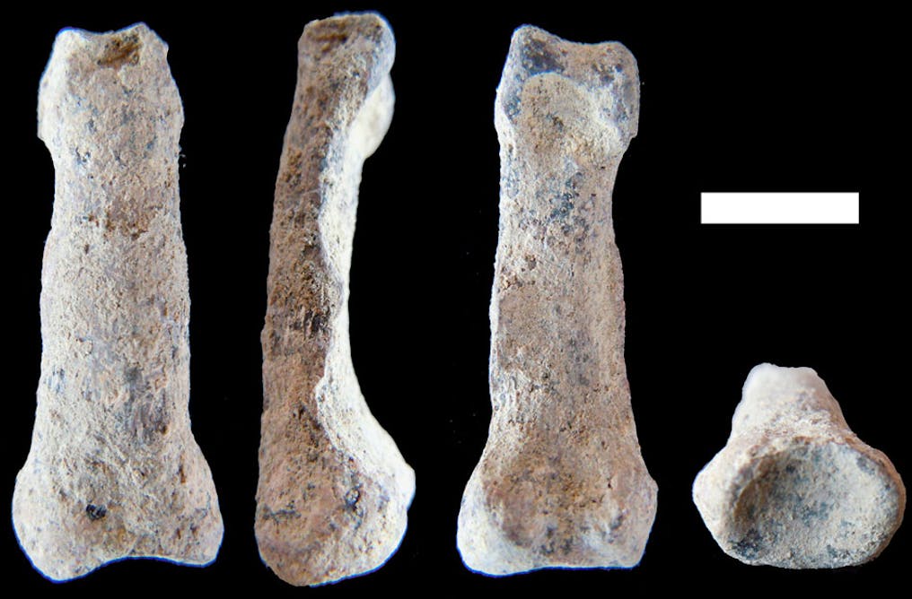 Old bone. Окаменелые кости мамонта. Кости и окаменелости. Окаменелые человеческие кости.