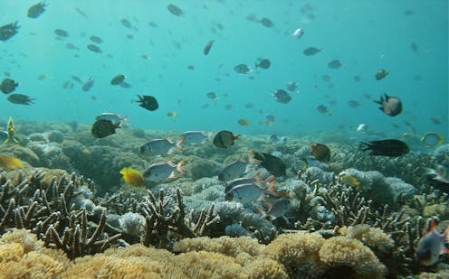 warming seas will set marine life on