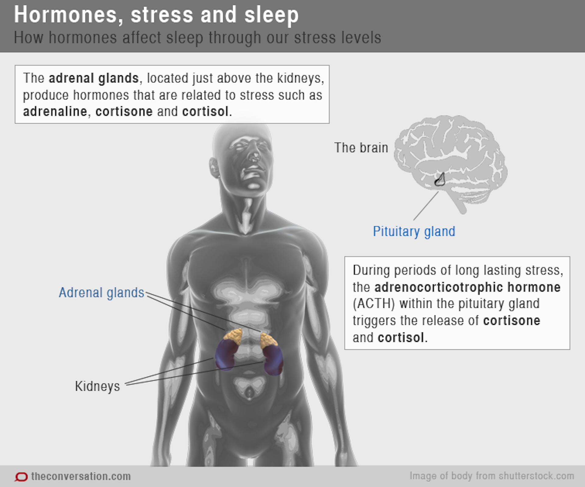 Chemical Messengers: How Hormones Help Us Sleep