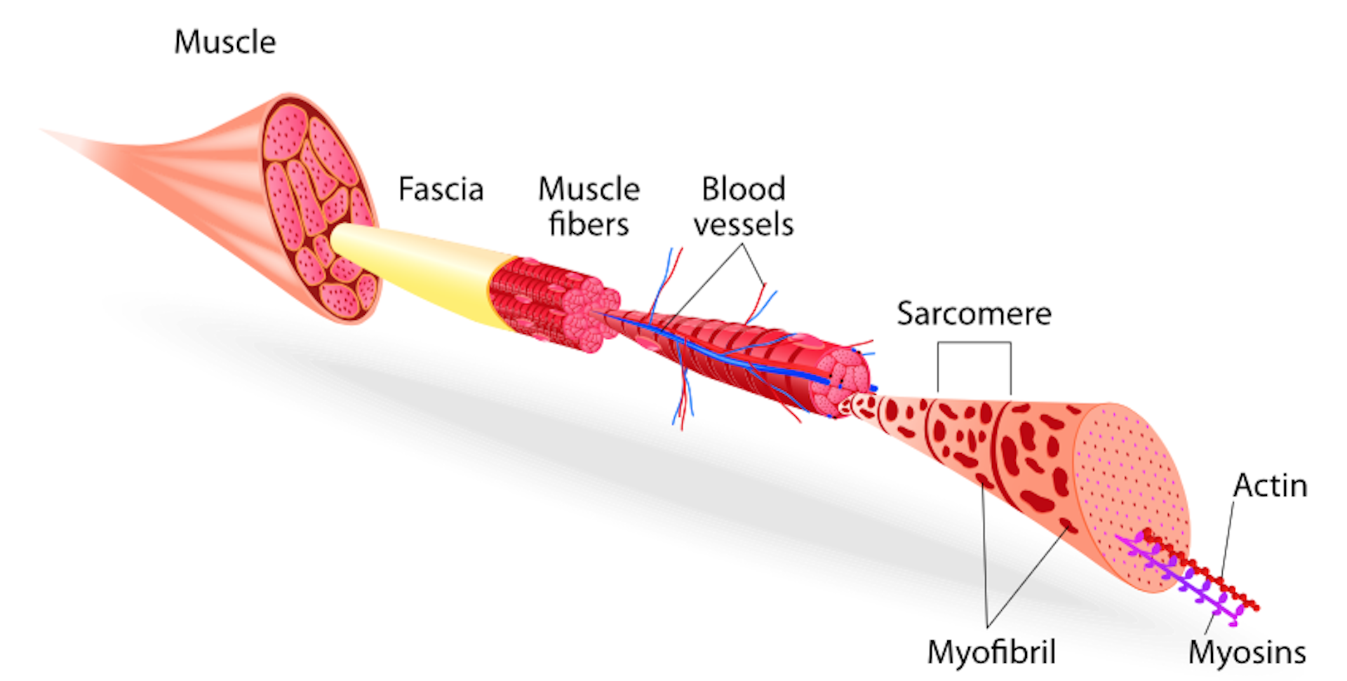 Health Check: Why Do My Muscles Ache The Day After Exercise?