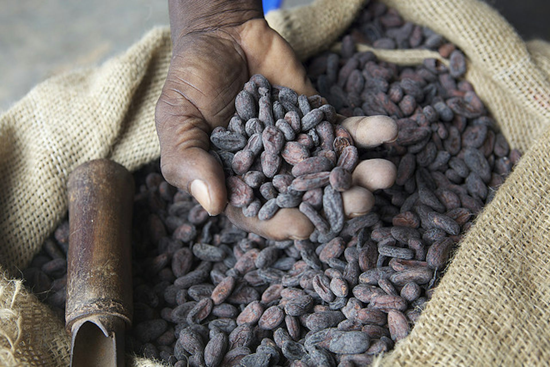 Bittersweet Easter how our demand is melting sustainable cocoa farming
