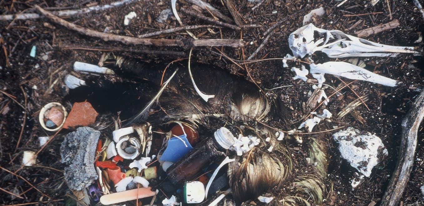Study: Most Of The Plastic Found In Seabirds' Stomachs Was Recycleable