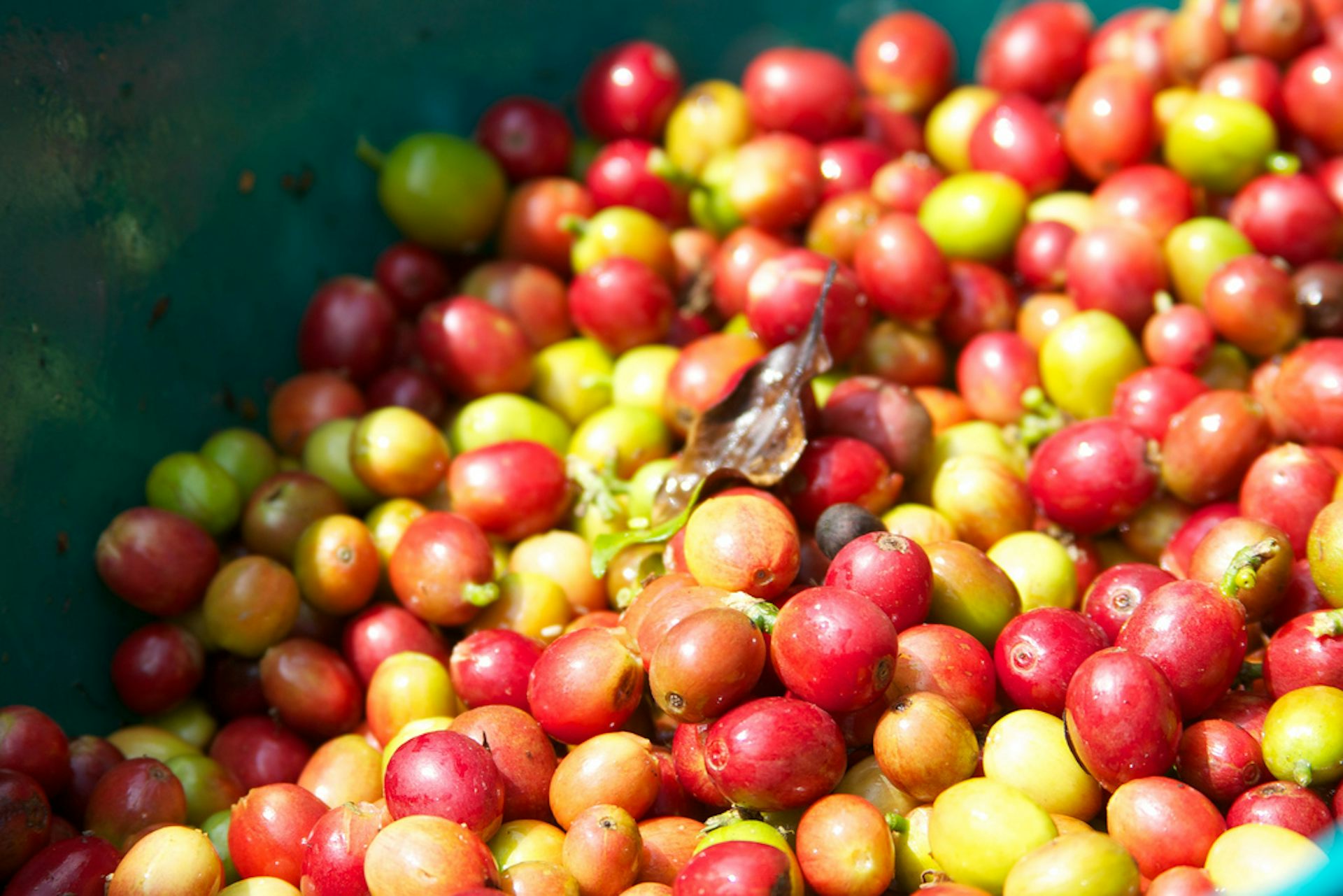 The Dark Side Of Coffee An Unequal Social And Environmental Exchange