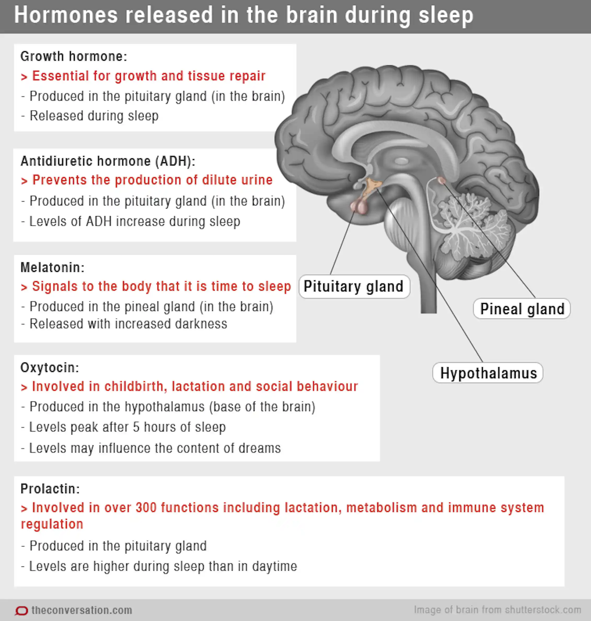 Chemical messengers: how hormones help us sleep