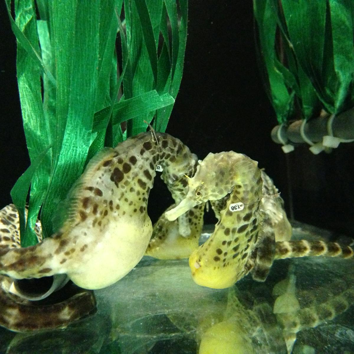 The secret sex life and pregnancy of a seahorse dad