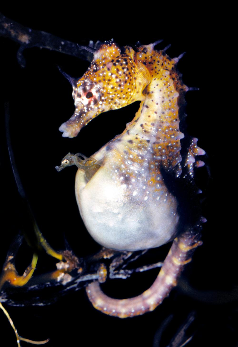 The secret sex life and pregnancy of a seahorse dad
