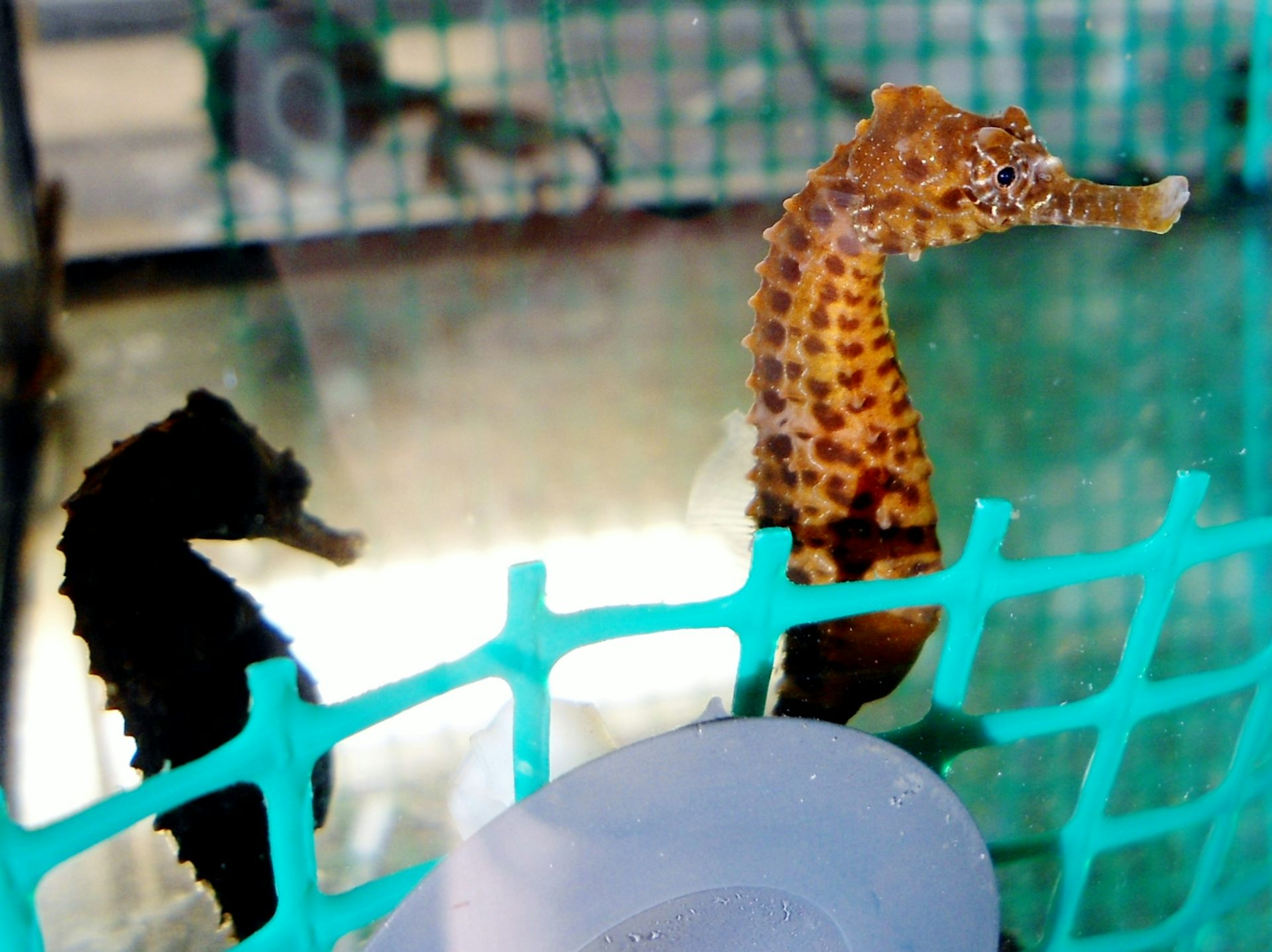 The Secret Sex Life And Pregnancy Of A Seahorse Dad