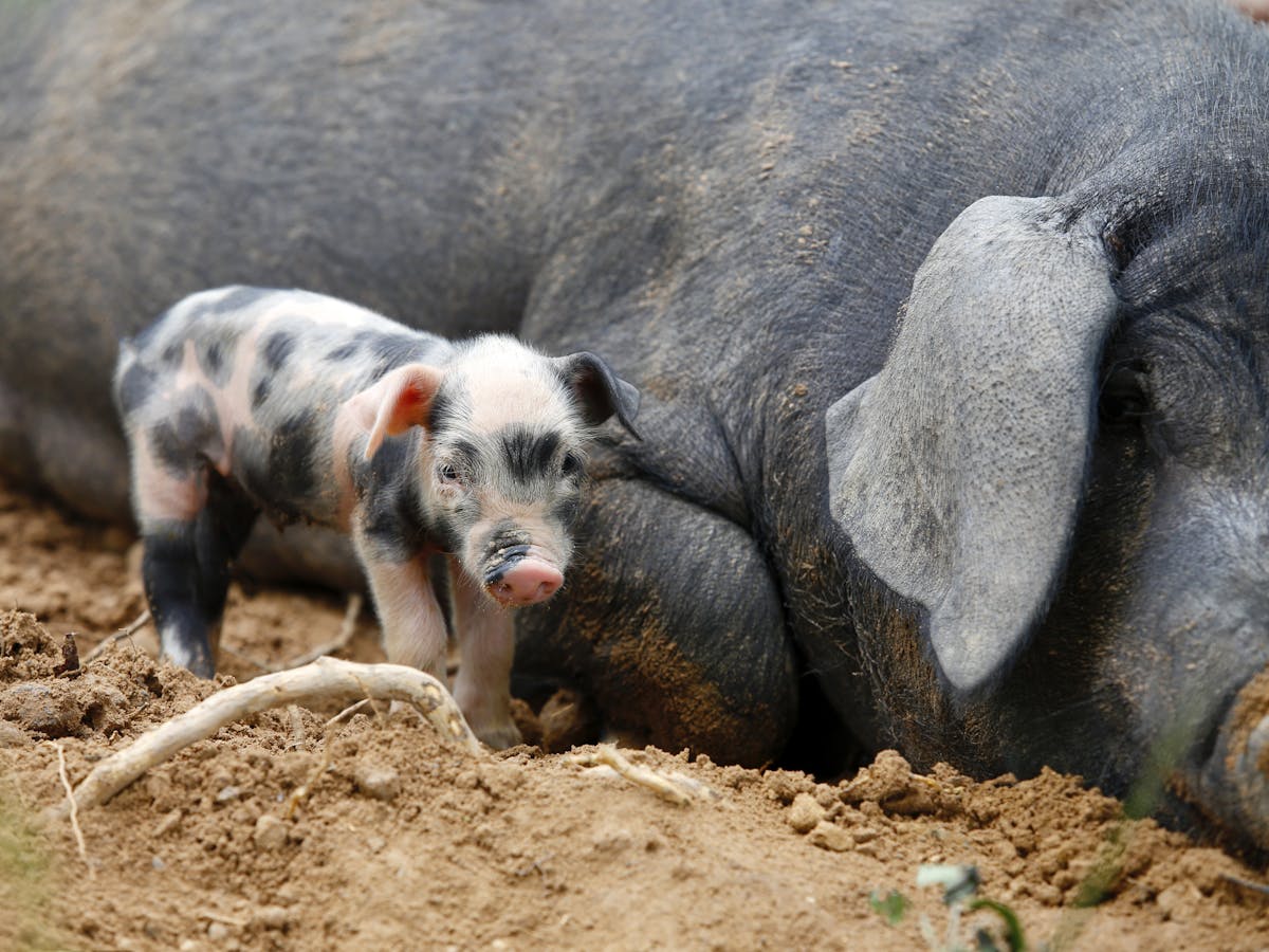 How did wild boar become farmyard pigs? Genetic data reveals the answer