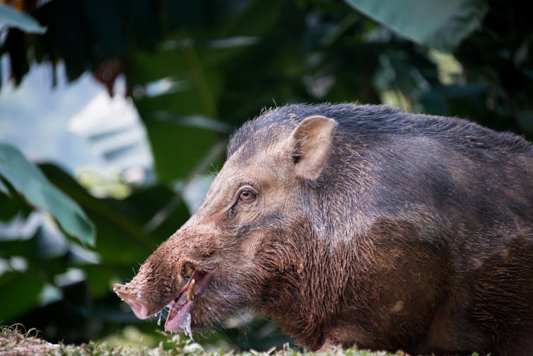 How did wild boar become farmyard pigs? Genetic data reveals the answer