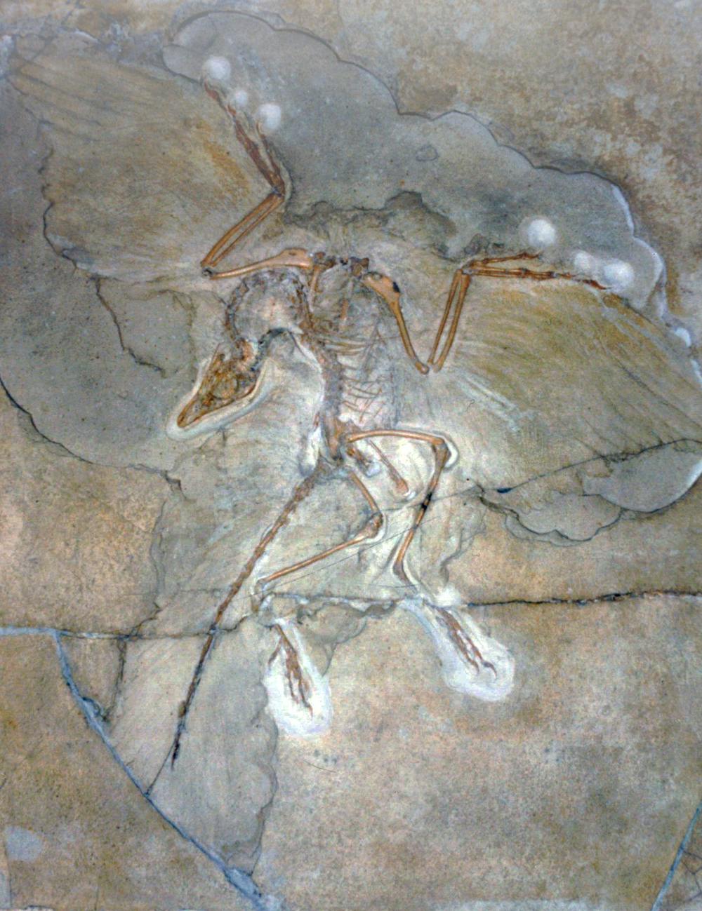 Dinosaurs of a feather: meet T-Rex's fluffy cousin