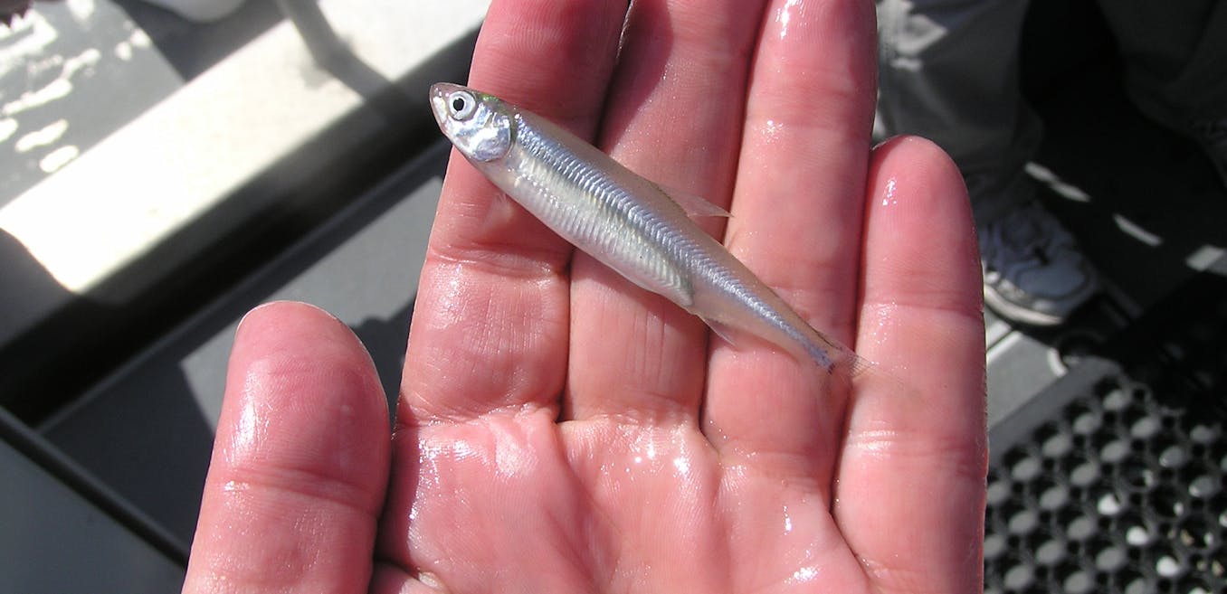 Swimming upstream: plight of Delta smelt exposes flaws of the