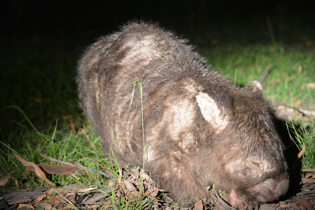 Mangy Marsupials Wombats Are Catching A Deadly Disease And We Urgently Need A Plan To Help Them